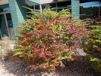 [This untrimmed bush is approximately four and half foot wide and aproximately that tall. Leaves on the branches are green, yellow, red, orange, and purple. The green is on the top and outward edges while the reset of the colors are closer to the ground or inward part of the bush.]